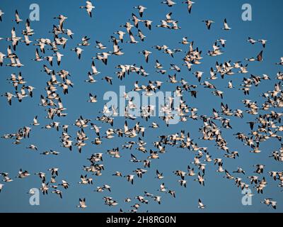 Schneegänse im Flug über Staten Island Preserve, Kalifornien Stockfoto