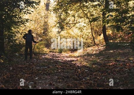 Blick aus der Höhe auf einen Mann, der in einem Wald läuft und Bäume anschaut. Sonnenlicht. Silhouette. Speicherplatz kopieren. Stockfoto