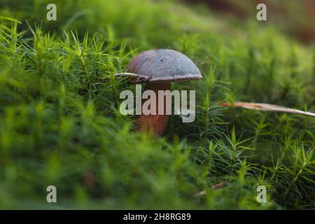 Nahaufnahme des Imleria Badia Pilzes, der allgemein als Lorbeerpilz bekannt ist. Speicherplatz kopieren Stockfoto