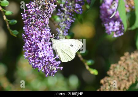 Ein Weißkohl (oder Kohl oder kleiner weißer) Schmetterling (Pieris rapae) auf der Blüte eines Buddleia oder Sommerfliederbusches (Buddleja davidii) in Schottland. Stockfoto
