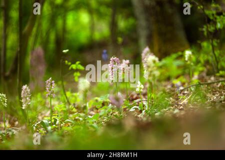 Dactylorhiza romana seltene Orchidee aus Bulgarien. Orchideenblüte. Pflanzen aus den Rhodopen. Stockfoto