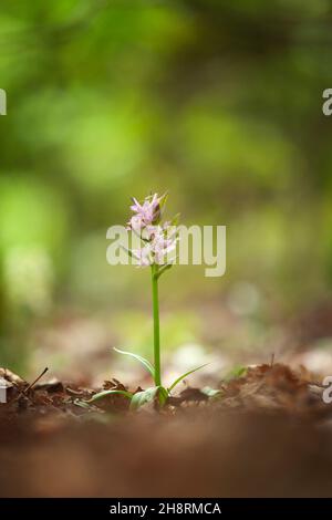 Dactylorhiza romana seltene Orchidee aus Bulgarien. Orchideenblüte. Pflanzen aus den Rhodopen. Stockfoto