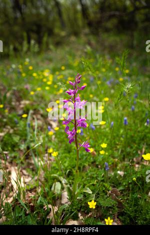 Dactylorhiza romana seltene Orchidee aus Bulgarien. Orchideenblüte. Pflanzen aus den Rhodopen. Stockfoto