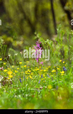 Dactylorhiza romana seltene Orchidee aus Bulgarien. Orchideenblüte. Pflanzen aus den Rhodopen. Stockfoto