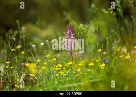 Dactylorhiza romana seltene Orchidee aus Bulgarien. Orchideenblüte. Pflanzen aus den Rhodopen. Stockfoto