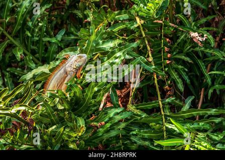 Die große grüne Leguan-Eidechse, die Iguana-Leguan genannt wird, steht in einem Busch und sonne sich selbst im Süden Floridas. Stockfoto