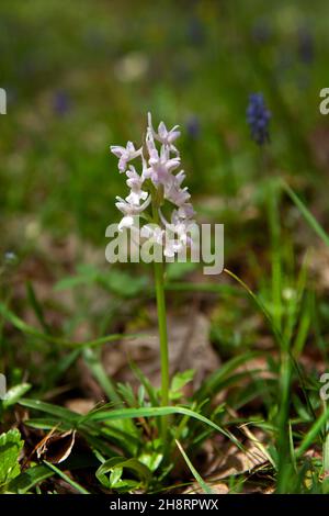 Dactylorhiza romana seltene Orchidee aus Bulgarien. Orchideenblüte. Pflanzen aus den Rhodopen. Stockfoto