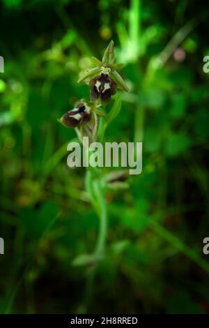 Ophrys reinholdii seltene Orchidee aus Bulgarien. Blüte ungewöhnlicher Blüten. Pflanzen aus den Rhodopen. Stockfoto