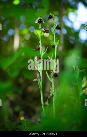 Ophrys reinholdii seltene Orchidee aus Bulgarien. Blüte ungewöhnlicher Blüten. Pflanzen aus den Rhodopen. Stockfoto