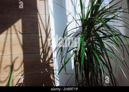 Dracaena marginata tricolor oder Madagaskar-Drachenbaum. Schöne tropische Pflanze in einem Kupfertopf Stockfoto