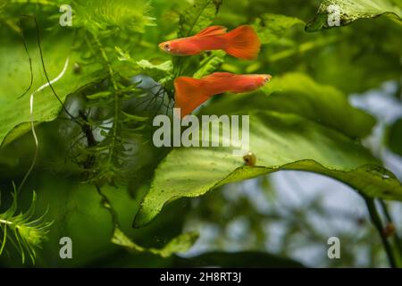 Albino männliche Vollrote Guppy (Poecilia reticulata) im bepflanzten Aquarium Stockfoto