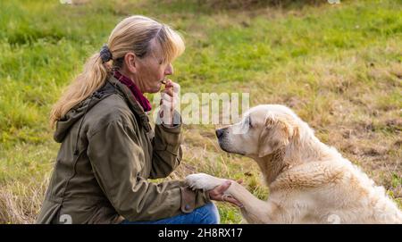 Beige Senior Golden Retriever gibt ihrer Besitzerin Pfote Stockfoto