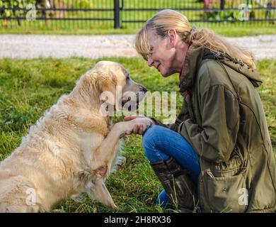 Beige Senior Golden Retriever gibt ihrer Besitzerin Pfote Stockfoto