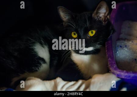 Fancy, eine schwarz-weiße Smokingkatze liegt in einer Kiste neben einer Wurfpfanne, 26. November 2021, in CODEN, Alabama. Stockfoto