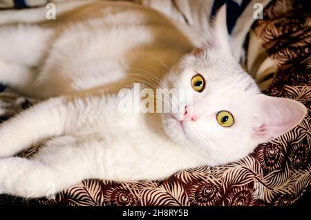 Baby, ein zwei Monate altes weißes Kätzchen, liegt am 26. November 2021 in einem Katzenbett in CODEN, Alabama. Stockfoto