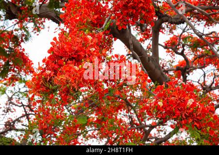 royal poinciana (Delonix regia), auch als extravaganter Baum oder Pfauenbaum bezeichnet Stockfoto