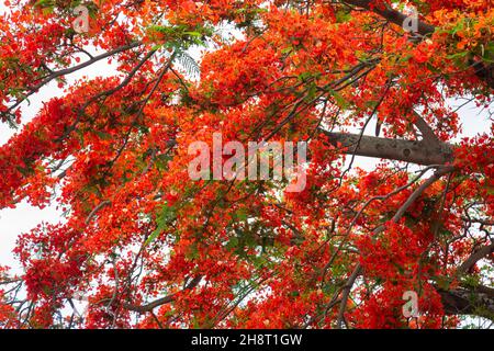 royal poinciana (Delonix regia), auch als extravaganter Baum oder Pfauenbaum bezeichnet Stockfoto