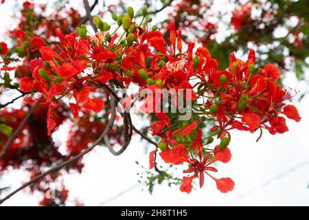 royal poinciana (Delonix regia), auch als extravaganter Baum oder Pfauenbaum bezeichnet Stockfoto