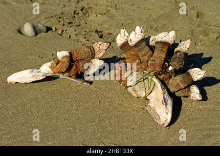 Schwanenhalsfellen, die im Oktober an Muscheln am Wickaninnish Beach an der Westküste von Vancouver Island, BC, Kanada, befestigt sind Stockfoto