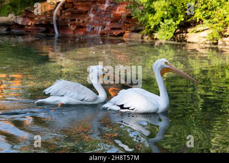 Zwei Pelikane schwimmen im Teich Stockfoto