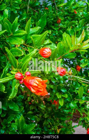 Blütenpracht des Granatapfels, Punica granatum. Stockfoto