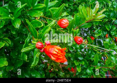 Nahaufnahme eines blühenden Granatapfels, Punica granatum. Stockfoto