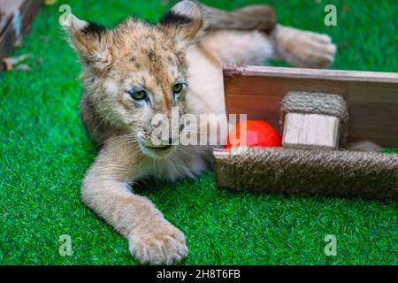 Nahaufnahme in einem Zoo in Thailand spielt ein Löwe mit einem Holzspielzeug in einem Graskäfig. Nahaufnahme Baby Lion, natürliches Licht. Stockfoto