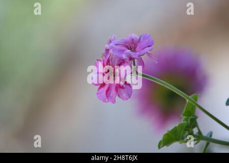 Pelargonium zonale, rosa Blume des Pelargonium zonale, selektiver Fokus Stockfoto