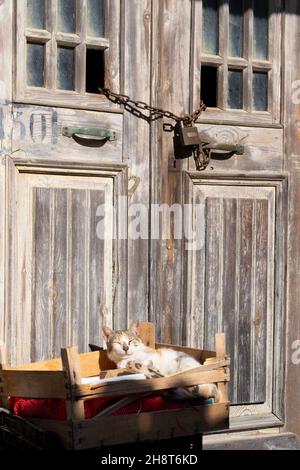 Verschlappe Katze, verschlappe Katze in der Brust vor der alten verschlossenen Holztür Stockfoto