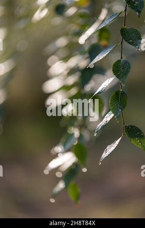 Die grünen Blätter des Baumes nach dem Regen auf einem verschwommenen Hintergrund. Vorderansicht. Stockfoto