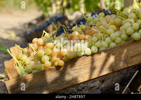 Grüne Trauben in Holzkisten auf Weingut Herbstzeit Stockfoto