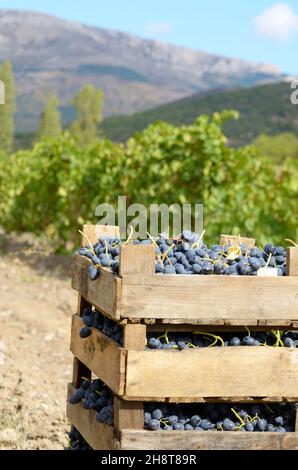 Holzkisten Narr der geernteten Trauben im Weinberg am Abendzeit Stockfoto