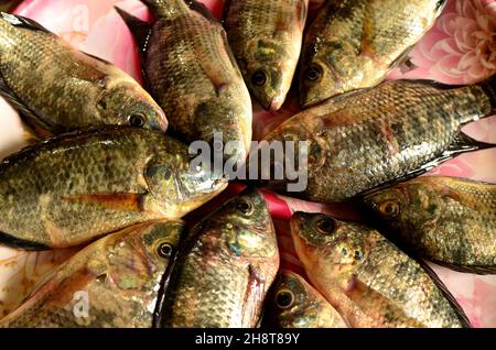 Frische Tilapia-Fische sind wunderschön angerichtet Stockfoto