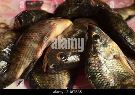 Frische Tilapia-Fische sind wunderschön angerichtet Stockfoto