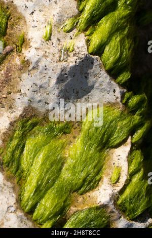 Grüne Algen auf einem Stein im Meer. Draufsicht. Stockfoto