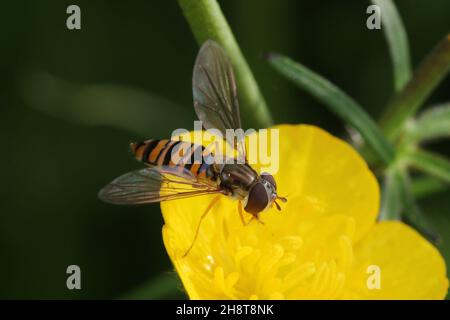 Eine weibliche Episyrphus balteatus (oder Marmalade Hoverfly), aufgenommen in Fairlie, in Ayrshire, Schottland. Stockfoto