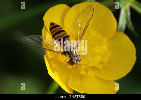 Eine weibliche Episyrphus balteatus (oder Marmalade Hoverfly), aufgenommen in Fairlie, in Ayrshire, Schottland. Stockfoto