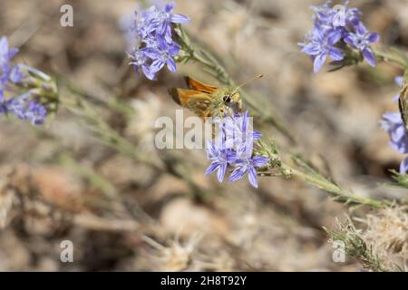 Lila blühende Cymosekopfinfloreszenz von Giant Woolystar, Eriastrum Densifolium, Polemoniaceae, heimisch im San Bernardino-Gebirge, Sommer. Stockfoto