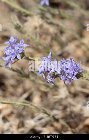 Lila blühende Cymosekopfinfloreszenz von Giant Woolystar, Eriastrum Densifolium, Polemoniaceae, heimisch im San Bernardino-Gebirge, Sommer. Stockfoto