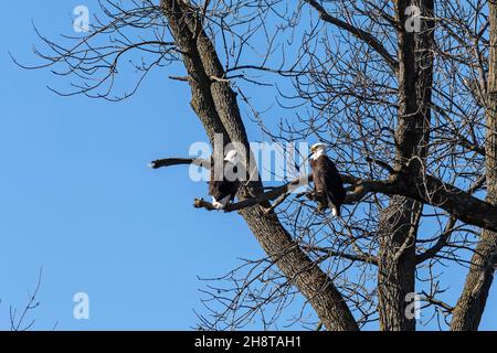Ein Paar Weißkopfseeadler, die in einem Baum in der Nähe des Lake Michigan sitzen Stockfoto