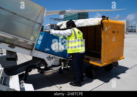 April, eine Olive ridley Meeresschildkröte, wird auf dem Velana International Airport in Male, Malediven, in ein Flugzeug nach Großbritannien verladen. Bilddatum: 19. November 2021. Siehe PA Geschichte UMWELT Turtle Maldives. April, die in ihr neues Zuhause am Sea Life Loch Lomond verlegt wurde, wurde auf der Meeresoberfläche im Raa Atoll auf den Malediven schwebend in einem ausrangierten Fischernetz mit fehlendem rechten vorderen Flipper und einem Plastikbeutel um den Hals gefunden. Aufgrund von Problemen mit dem Auftrieb kann sie nicht tauchen, was eine Rückkehr in die Wildnis unmöglich macht. Stockfoto