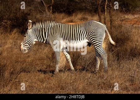 Grévy's Zebra oder imperiales Zebra (Equus grevyi) im Buffalo Springs National Reserve Kenia Stockfoto