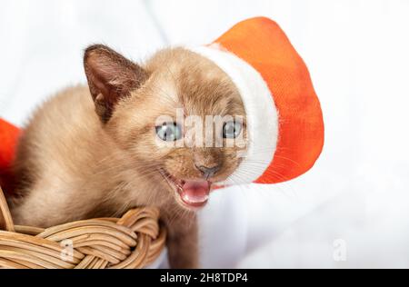 Niedliches Kätzchen im Weihnachtsmütze klettert aus dem Korb Stockfoto