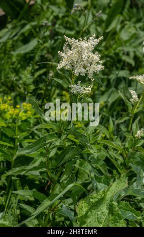 Alpenknotenkraut, Persicaria alpina, blühenkraut, Französische Alpen. Stockfoto