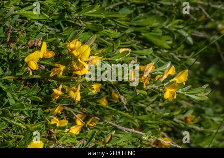 Hairy Greenweed, Genista Pilosa, in Blüte. Stockfoto