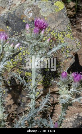 Pyrenäendistel, Carduus carlinoides, blüht in den hohen Pyrenäen. Stockfoto