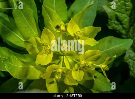 Irish Spurge, die blühende Hyberna von der Wasserblume. Stockfoto