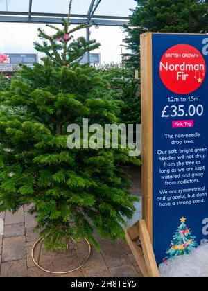 Britisch angebaute Nordmann-Tannen zu Weihnachten zum Verkauf der Vorteil dieser Sorte ist, dass die Nadeln weich sind und nicht Preis £35 für 1,5 mir fallen Stockfoto