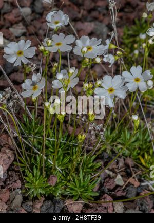 Milchweißer Rock Jasmin, Androsace Lactea in Blüte, Pyrenäen. Stockfoto