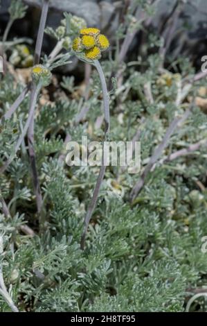 Gletscherwurmholz, Artemisia glacialis, blüht in den Alpen. Stockfoto